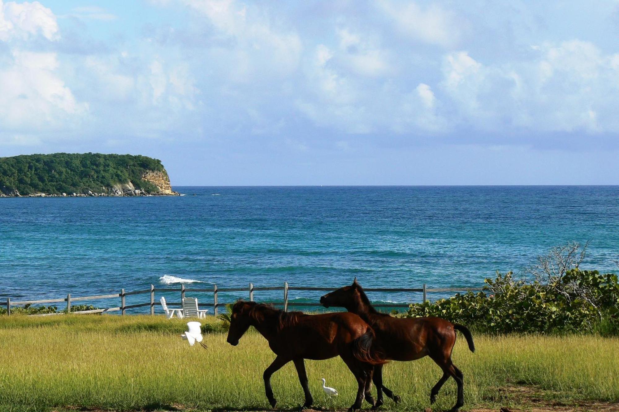 Blue Horizon Boutique Resort Vieques Extérieur photo