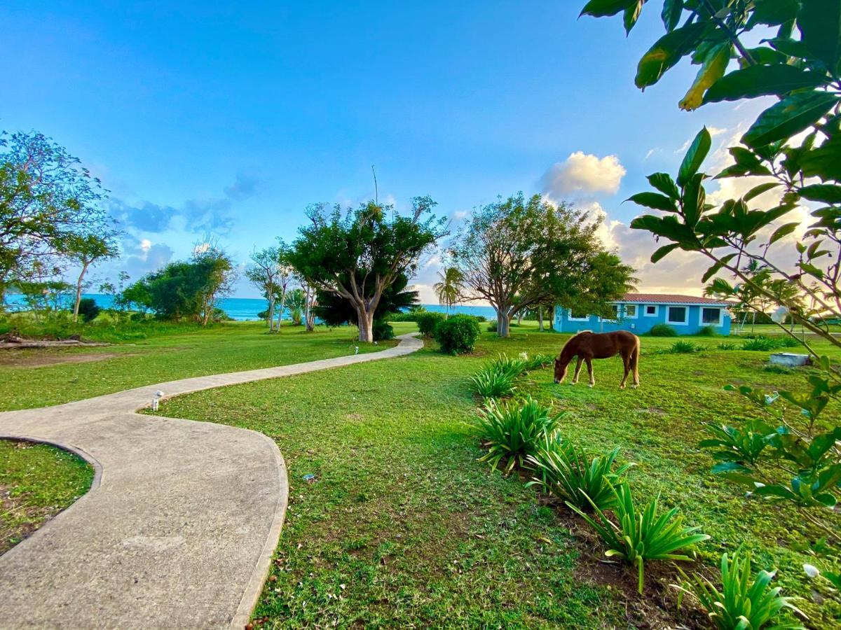 Blue Horizon Boutique Resort Vieques Extérieur photo